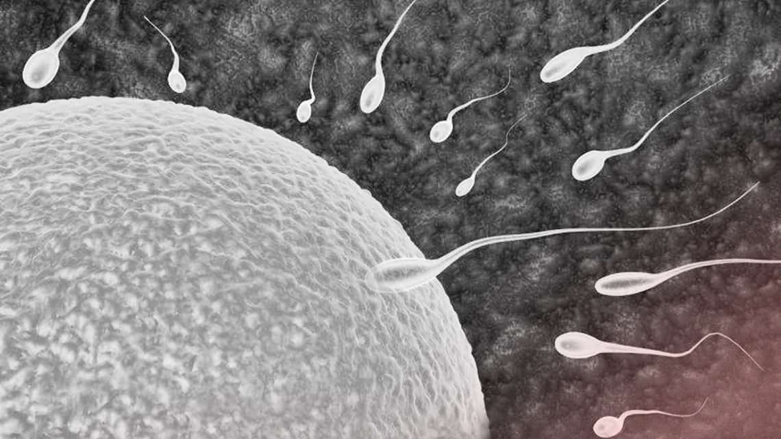 Qué son y cómo funcionan los kits de inseminación casera - Sin Mordaza