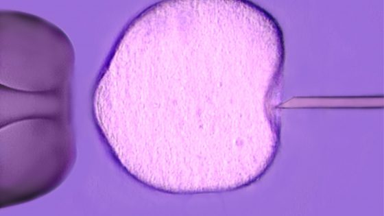 Instituto Bernabeu research discovers that the number of fertilised ova can serve as a prediction of egg donation cycle success