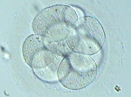 The way in which the embryo divides during the first two days affects its future chromosome count