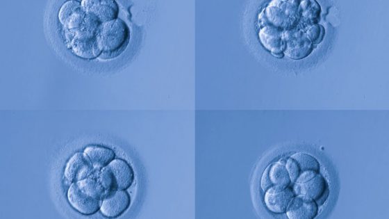 Forscher des Instituto Bernabeu entdecken, dass der Chromosomen-Mosaizismus zu evolutiven Schwangerschaften mit gesunden Kindern führen können