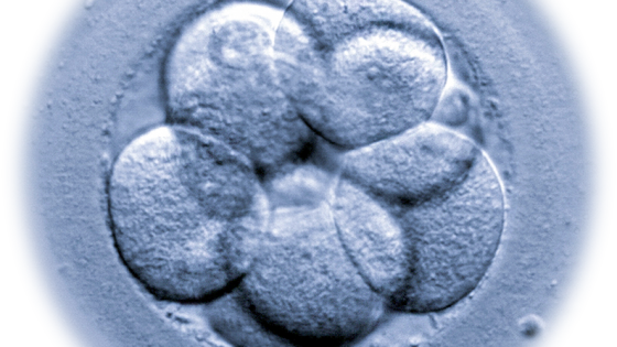 ¿Qué son los Micro ARN (miARN) y cómo influye en la implantación del embrión?