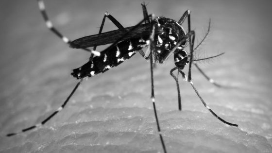 Virus Zika: síntomas, embarazo y tratamiento de fertilidad