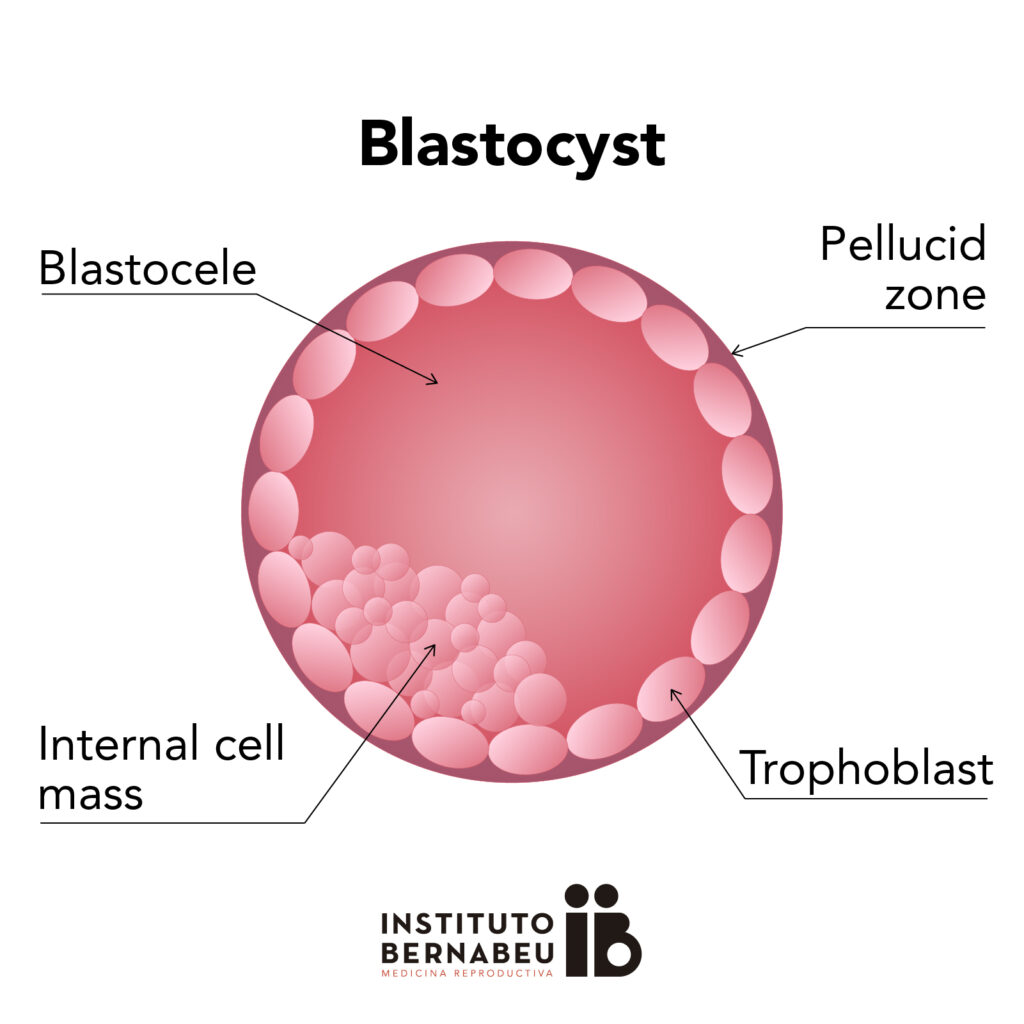 Blastocyst Diagram