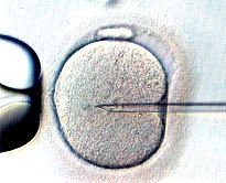 Assisted reproduction course for Laboratory technicians