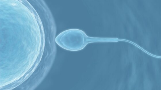 Neue IB Forschung: Die kommunikation zwischen spermien und eizelle während der befruchtung
