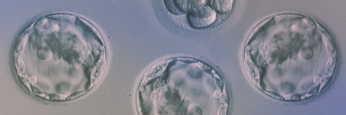 Congélation d'embryons. Cryotransfer