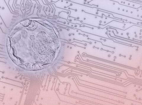 Eine Forschungsarbeit des Instituto Bernabeu arbeitet mit Künstlicher Intelligenz für die Vorhersage von Mosaizismus und Aneuploidien beim Embryo