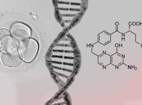 Instituto Bernabeu untersucht, ob Mutationen in dem Gen, das Folsäure verstoffwechselt, den Embryo schädigen können