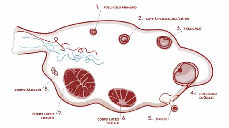 Ovulazione Ciclo Regolare Vs Ciclo Irregolare 9951
