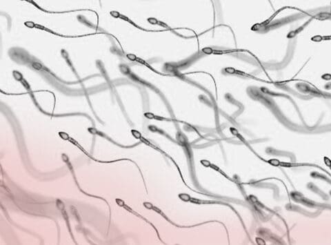 El Fondo Europeo de Desarrollo Regional (FEDER) cofinancia un novedoso proyecto de I+D de Instituto Bernabeu para mejorar la selección de espermatozoides en un tratamiento de reproducción asistida